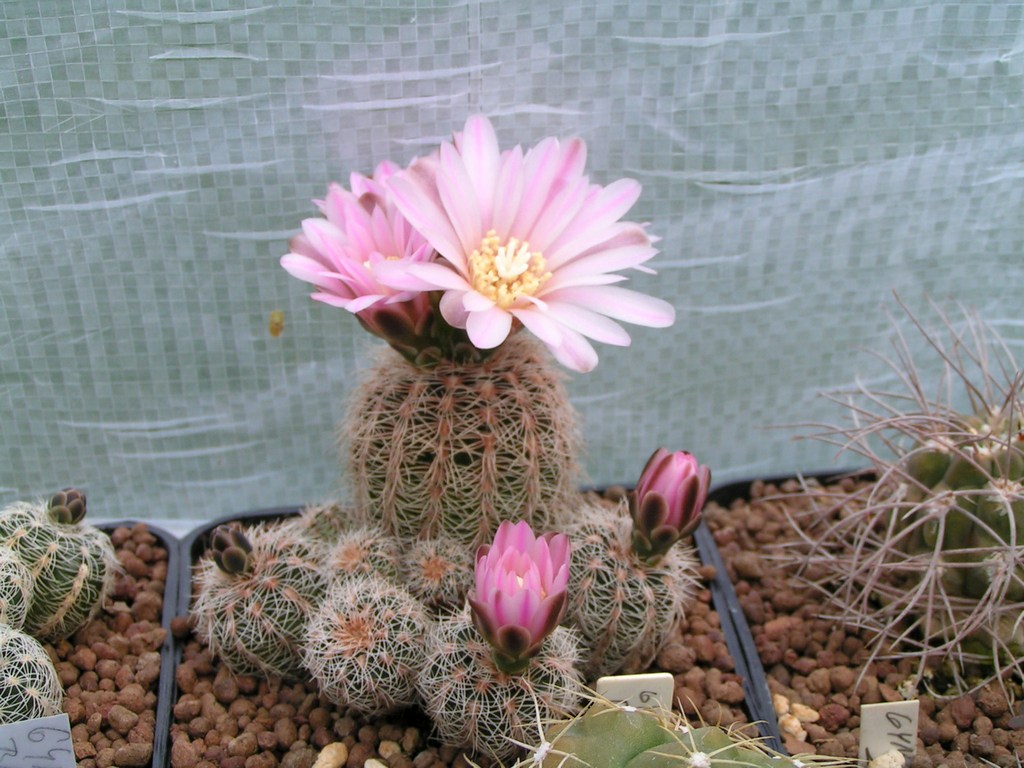 Gymnocalycium bruchii